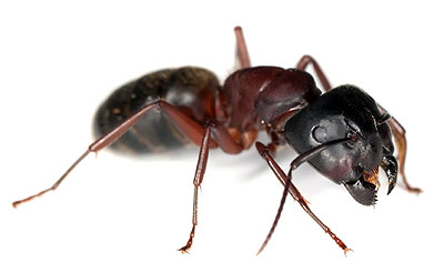 CARPENTER ANT